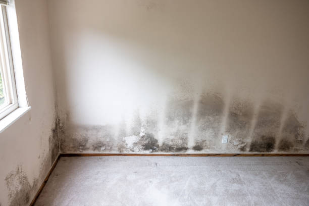 Best Mold Remediation for Rental Properties  in Beechwood Trails, OH